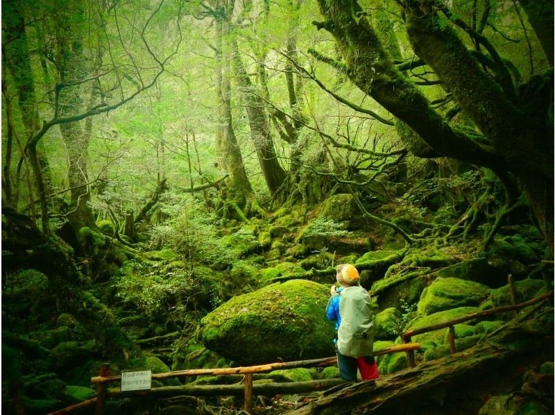 【鹿児島・屋久島】白谷雲水峡（AM）トレッキング&シュノーケル（PM）屋久島スペシャルコース　先着6名様まで！