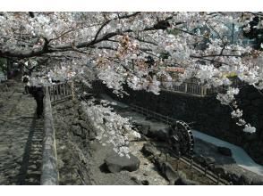 [Tokyo, Oji] Enjoy cherry blossom viewing in a premium seat! Lunch included! 