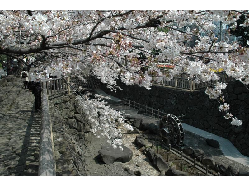 [Tokyo, Oji] Enjoy cherry blossom viewing in a premium seat! Lunch included! 