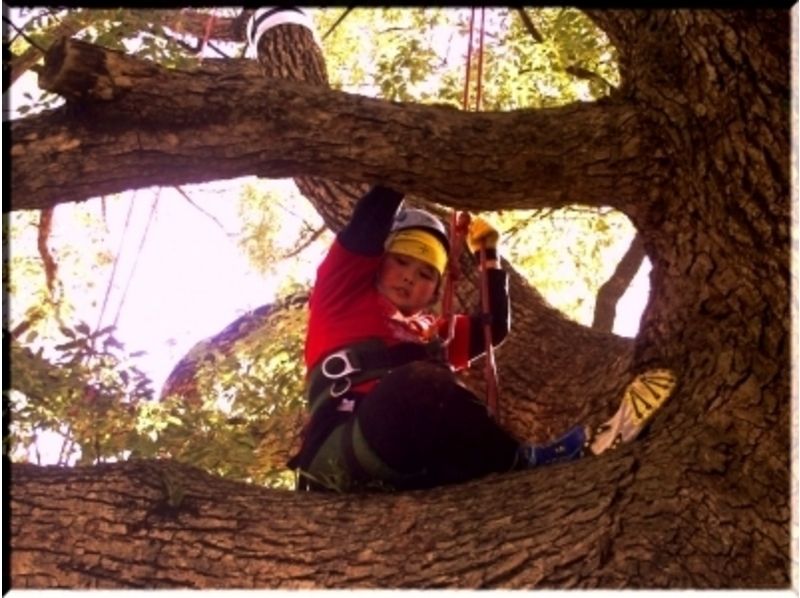 Kids Tree Climbing! Family Forest Adventure