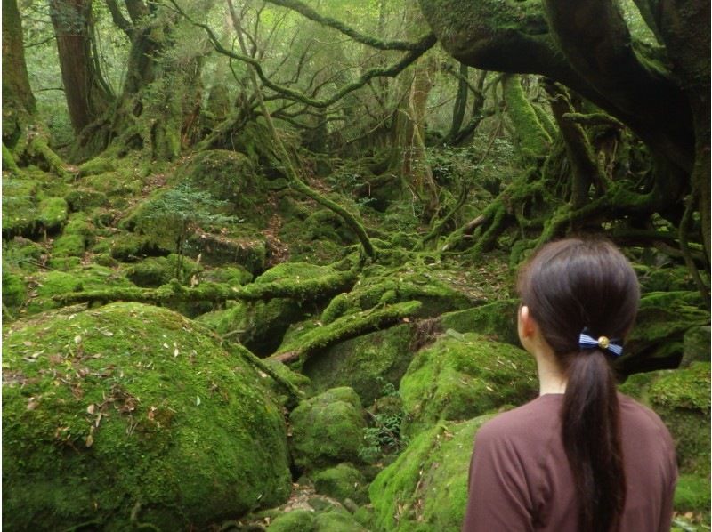【鹿児島・屋久島】白谷雲水峡（AM）トレッキング&シュノーケル（PM）屋久島スペシャルコース　先着6名様まで！