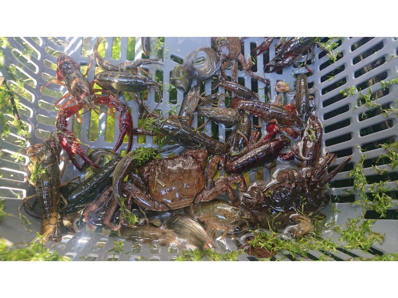 『茨城県稲敷』＊＊家族向け＊＊外来種駆除シリーズ”アメリカナマズ ”を捕獲駆除食べるツアーを開催します。川ガサガサ捕獲も開催します。