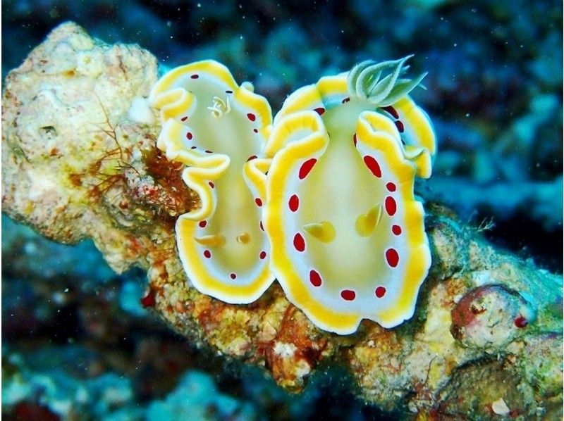 [Hiroshima Fukuyama] Let's go to the sea! Snorkeling tour (half-day course)